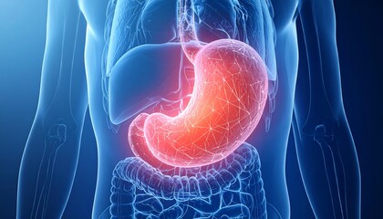 Stomach Pain 3D Illustration of Digestive System with Inflamed Stomach.
