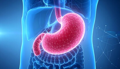 3D Illustration Human Stomach Anatomy with Medical Science, and Healthcare Background.