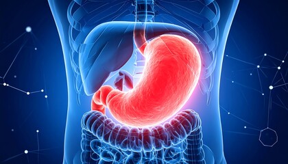 3D Illustration Stomach and digestive system with anatomy of the human body.