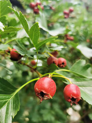 red apples on a branch