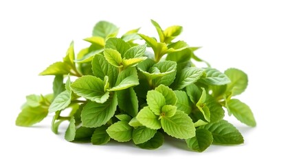 Vibrant Green Mint Plant Leaves – Fresh Peppermint Foliage