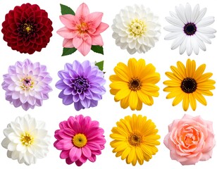Colorful flower collection (1)