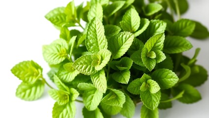 Vibrant Green Mint Plant Leaves – Fresh Peppermint Foliage
