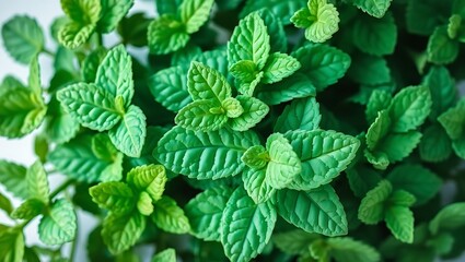 Vibrant Green Mint Plant Leaves – Fresh Peppermint Foliage