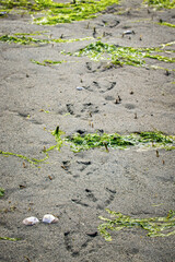 Heron foot prints in the wet sand on  beach at ow tide