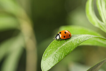 Green plant with cute small ladybug on blurred background outdoors, closeup