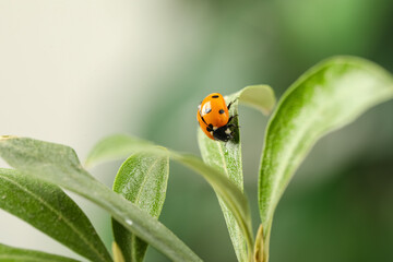 Green plant with cute small ladybug on blurred background outdoors, closeup