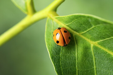 Green leaf with cute small ladybug on blurred background outdoors, closeup