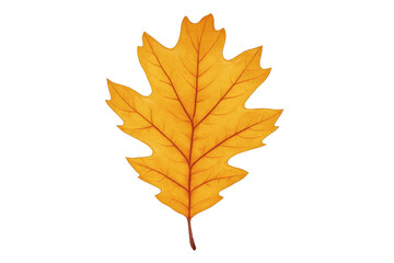 Fototapeta premium Detailed illustration of an oak leaf with fall colors, isolated on a transparent background, perfect for autumn-themed designs