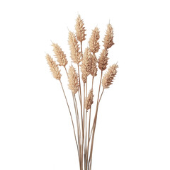 Fototapeta premium Beige dried pampas grass bunch