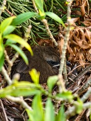 Life's first moments, a vulnerable bird cradled in a natural sanctuary.