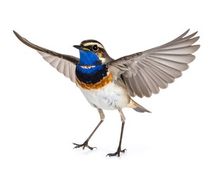 Obraz premium Bird in flight, wings outstretched