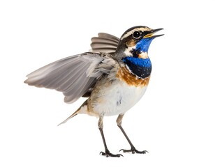 Fototapeta premium Bird in profile, wings spread, vocalizing