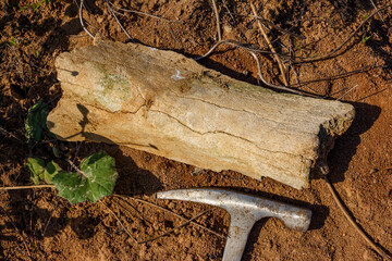 A bone of a large animal from the Pleistocene lies on the ground next to a geological hammer