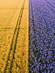 Golden field of barley bordering a violet field of irises, top-down division line, intense color harmony