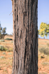 Waddi trees along the Eyre Developmental Road between Birdsville and Bedourie, Queensland, Australia