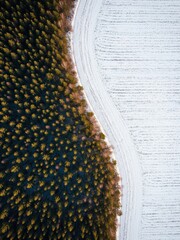 Dark green forest against snow-covered field, drone view, sharp boundary line, cold vs warm contrast