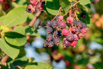 Delicious healthy berries on a small deciduous fruit tree Irga in a country garden.