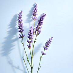 Naklejka premium Sunlit Lavender Sprigs Casting Soft Violet Shadows on Blue&nbsp;Background