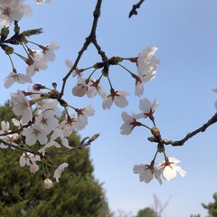 almond tree blossom