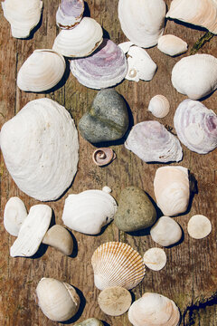 Various seashells and rocks gathered on a piece of drift wood