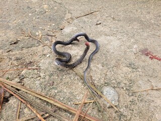 a headless snake
