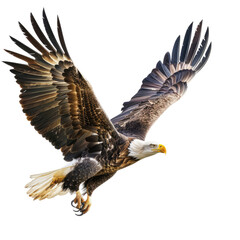 Obraz premium Majestic eagle in flight against a dark background. Sharp details of plumage