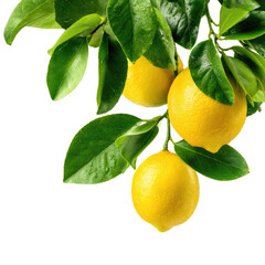 Fresh lemons on a branch