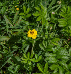 Argentina anserina (synonym Potentilla anserina) is a perennial flowering plant also known as silverweed, common silverweed or silver cinquefoil