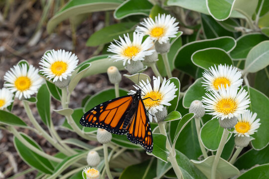 closeup of adult monarch butterfly feeding on marlborough rock daisy flowers in bloom