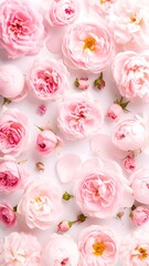 Delicate pink roses on white background (1)