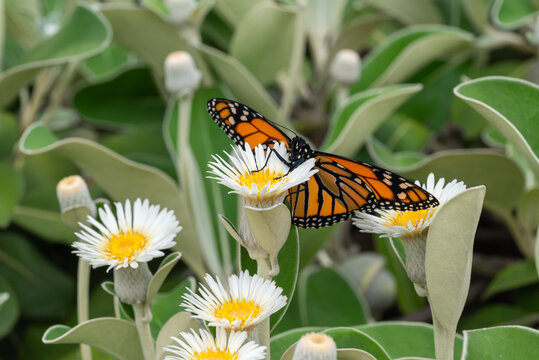 monarch butterfly resting on marlborough rock daisy plant with flowers in bloom 