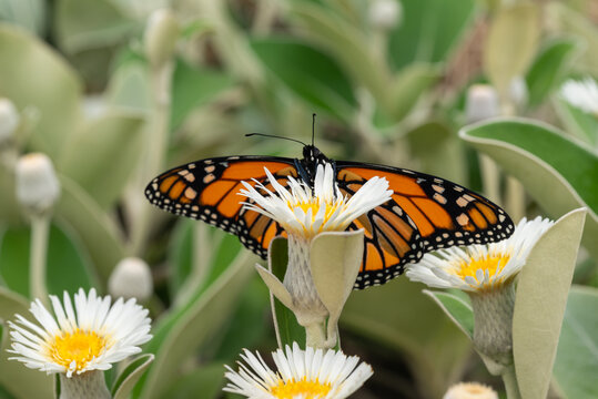 closeup of monarch butterfly feeding on marlborough rock daisy flower in bloom with blurred background