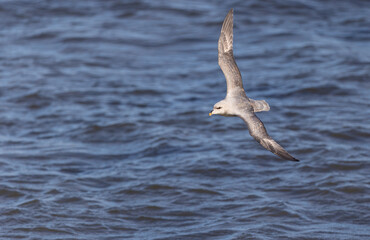 In flight Northern Fulmar (fulmarus glacialis) in Svalbard, Norway