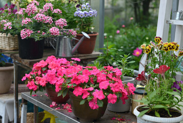 Still life with beautiful potted flowers of balsam and watering can in the garden greenhouse. Spring and summer botanical and farming background with gardening objects, vintage home concept