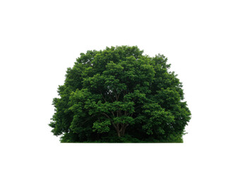 Fototapeta premium Lush green tree in a serene park setting with sunlight filtering through leaves