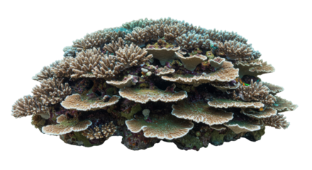 Vibrant coral reef formation showcasing diverse marine life and underwater ecosystem