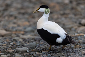 Wild Common Eider (Samateria mollissima) on Svalbard, Norway