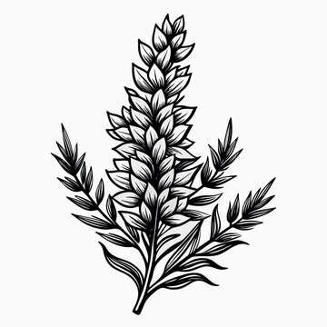 Elegant heather flower illustration with smooth vector details