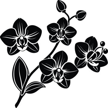 Elegant Black and White Orchid Branch Illustration for Design and Decoration