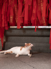 A yawning cat under a prayer ribbon in a Buddhist temple in a solemn and quiet atmosphere