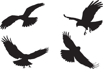 Fototapeta premium Vector Silhouette Collection: Clean and Bold Designs Bird of prey Marsh Harrier Circus aeruginosus isolated on white background - mix set four flying birds