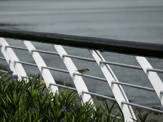 Gray seaside embankment railing standing a bird