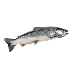 A large, silver-colored fish with a streamlined body and a prominent fin on its tail, swimming against a transparent background