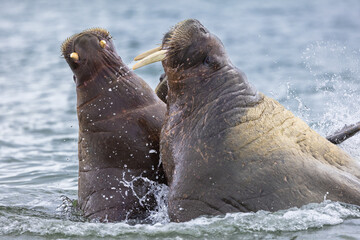 Fototapeta premium Two young Walrus (odobenus rosmarus) playing in the arctic of Svalbard, Norway