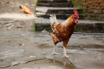 rooster in the farm
