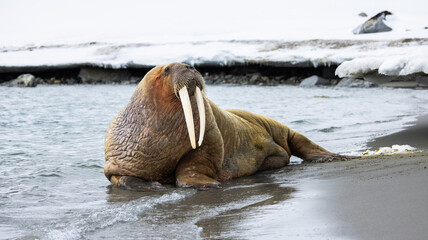 Female Walrus Odobenus Rosmarus Relaxing