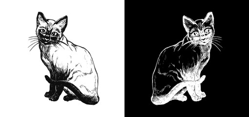 black and white cats