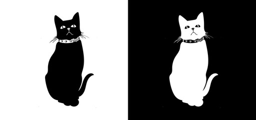 black and white cat 1