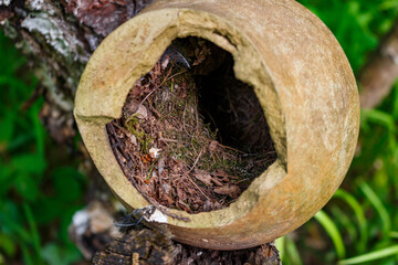 Bird's nest built inside an old broken ceramic jug found in the woods